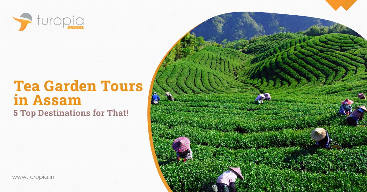 Tea Garden Tours in Assam: 5 Top Destinations for That!